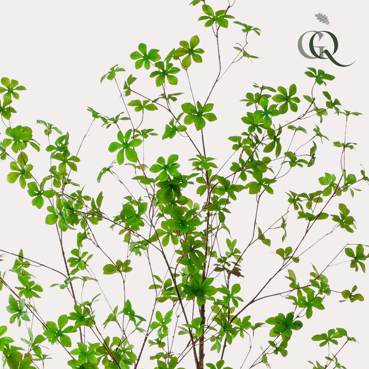 Kunstlant - Tropseolum - oost indiste - 210 cm