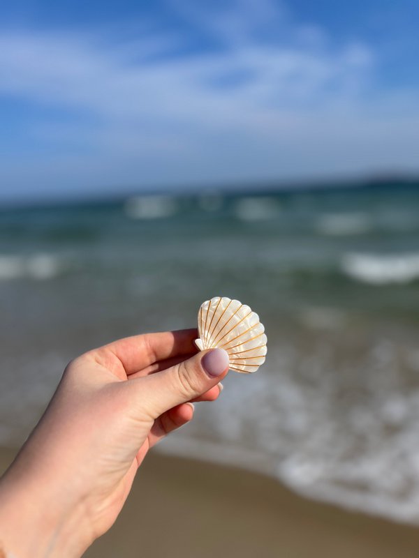 Hair clip shell shape pearl