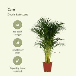 Dypsis Lutescens - Palmier Areca - Ø24cm - ↕120cm