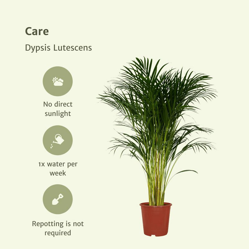 Dypsis Lutescens - Palmier Areca - Ø24cm - ↕120cm