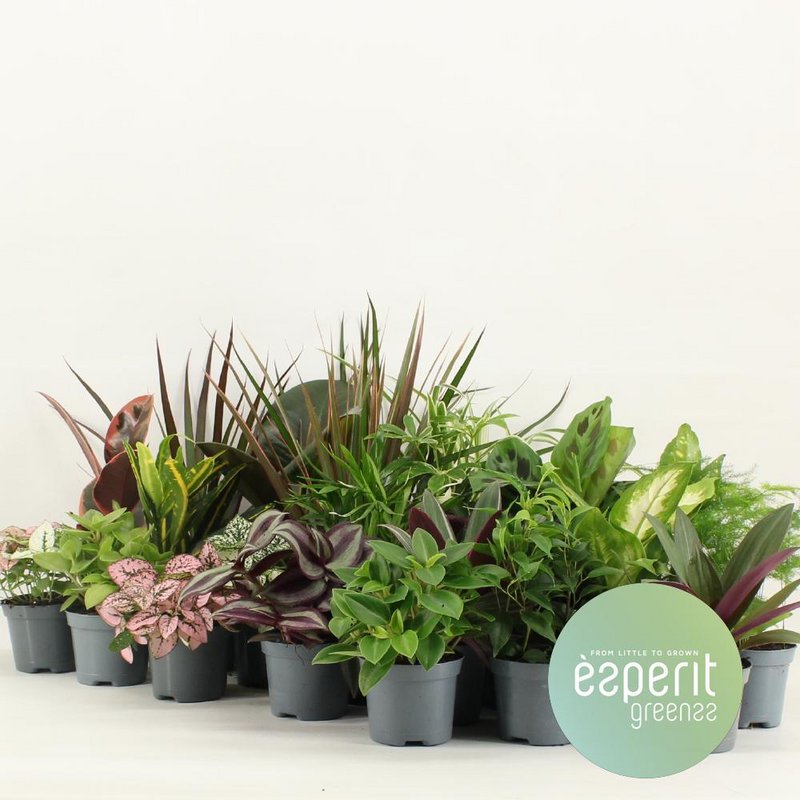 Mélange vert Greenss - 24 pièces - Ø8,5cm - ↕10cm