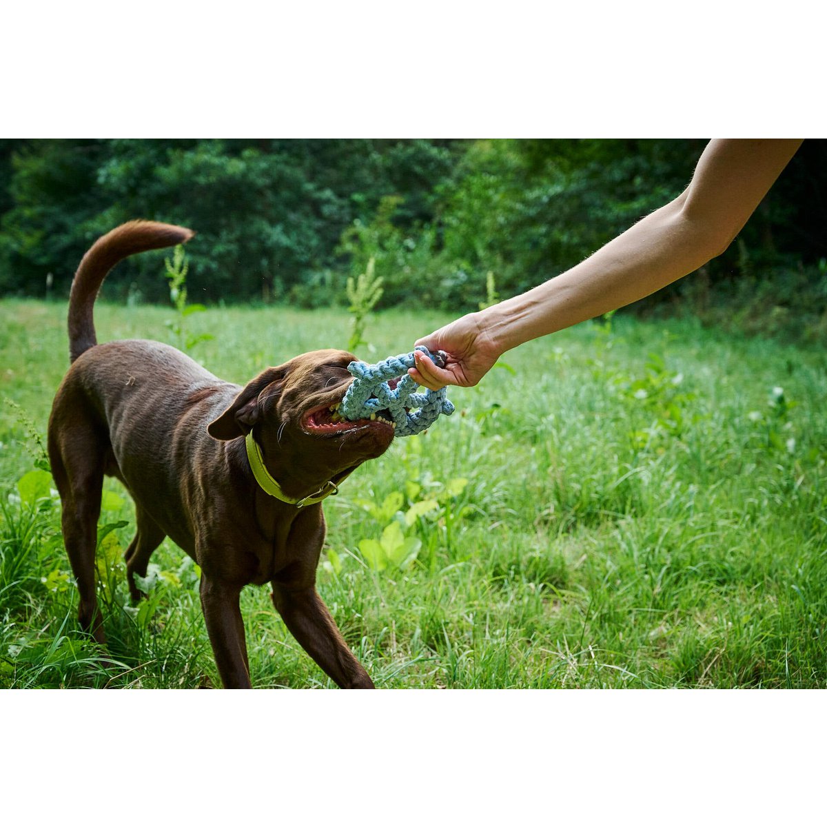 Skipper - juguete de culto para perros