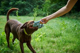 Skipper - juguete de culto para perros