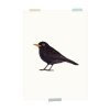 drucken | Amsel
