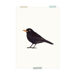 A black bird, likely a blackbird, perched on a plain white background.