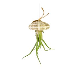 A unique and eye-catching air plant, Tillandsia Caput Medusae, suspended in a natural sea urchin shell. The plant's long, curling green tentacles create a striking, sculptural appearance.