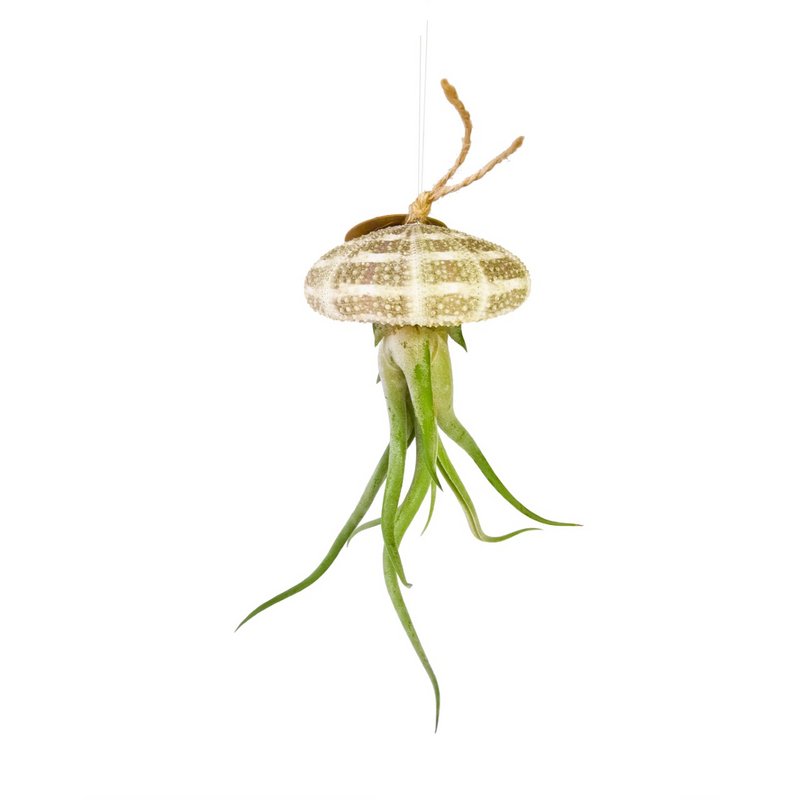 Plant Pendant-Sea Reg z Tillandsia caput medusae-let