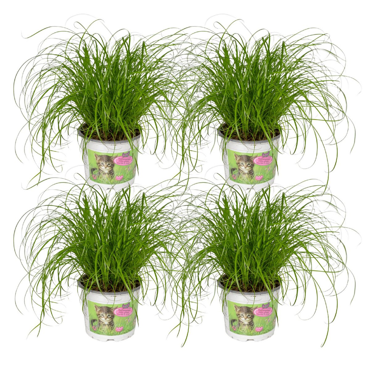 Cyperus Alternifolius - 4 stuks - ø12cm - ↕20cm