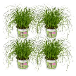 Four potted Cyperus Alternifolius plants, each approximately 12cm in diameter and 20cm tall, displayed on a wooden bench.