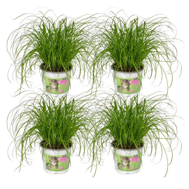 Cyperus Alternifolius - 4 stuks - ø12cm - ↕20cm