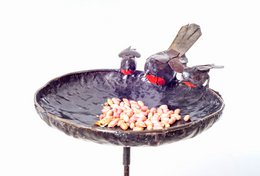  Large metal bowl-shaped bird feeder on a stick, designed to attract robins and other birds. The feeder has a dark finish and is filled with bird seed.