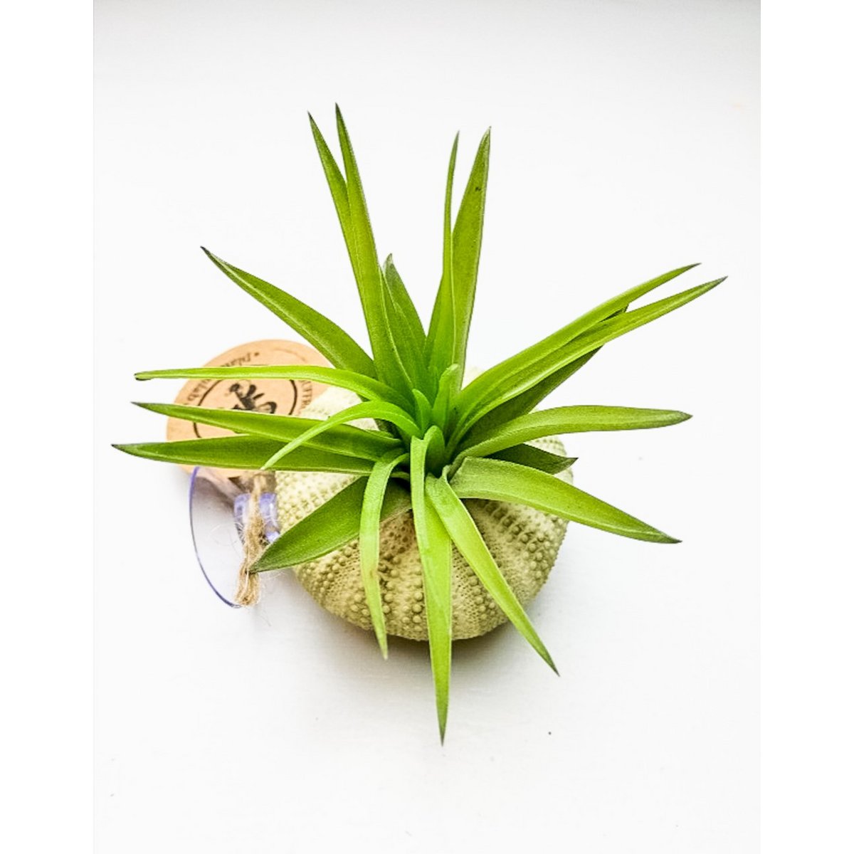Luftpflanze in Sea Registrierung auf Saugnapf-Cup-Tillandsia Abdita-of-Course