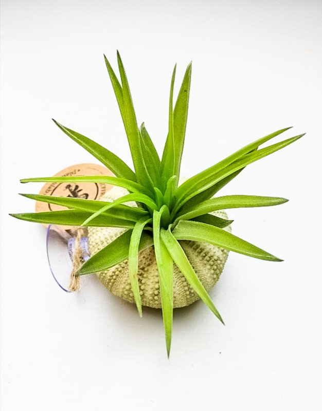 Plant powietrzny w morzu, stawiając się na kubku ssącym puchar