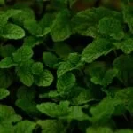 TOFILLO WELLNESS – Kruidentheemengsel Pepermunt & Cistus Incanus