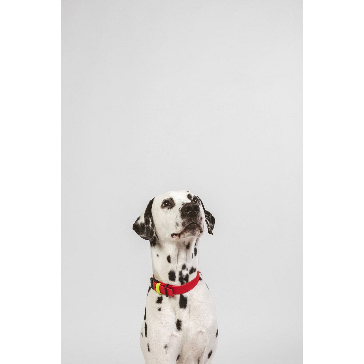 Dog collar C01