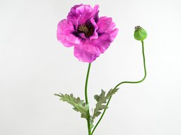Mohn-Zweig, 1Blü, 1Kno, 78cm, purple