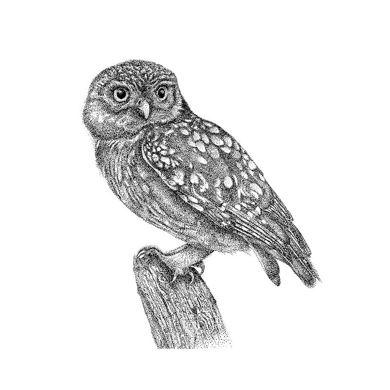 Lille ugle wallsticker