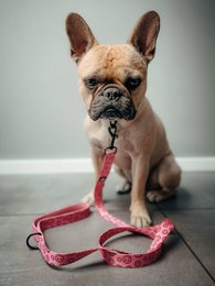 Hundesnor Happy Hearts