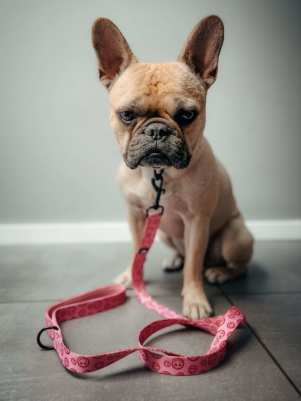 Hundesnor Happy Hearts
