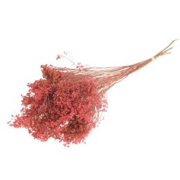 A dried pink/dusky pink flower arrangement, approximately 50cm in length, consisting of a single dried flower with a delicate, feathery appearance.