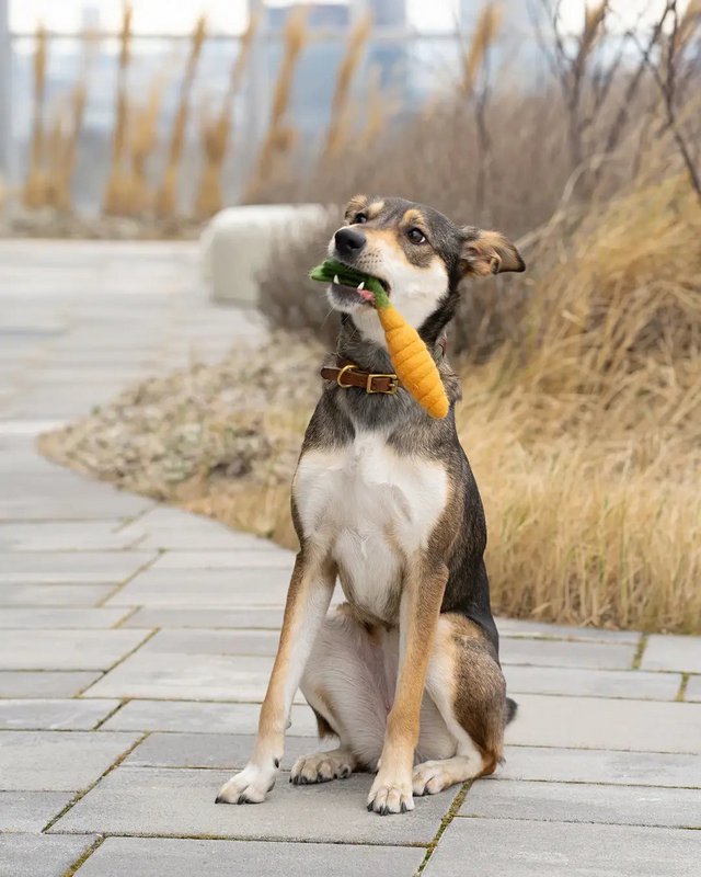 Buddy. Dog toys from Wollfilz "Korotte"