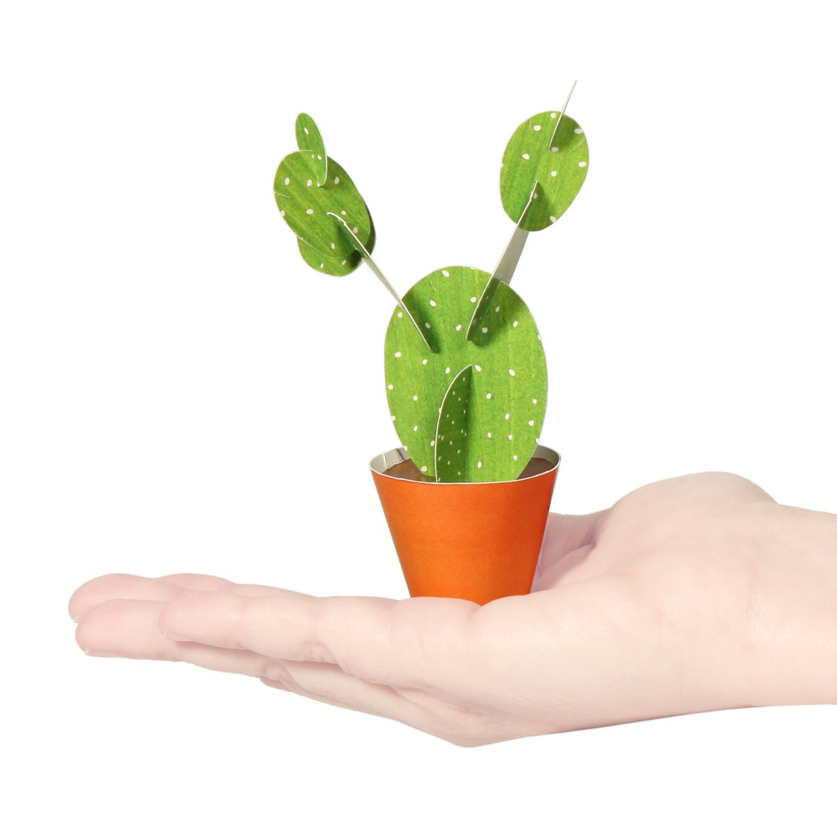 Opuntia microdasys briefkaart