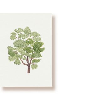 chestnut | postcard
