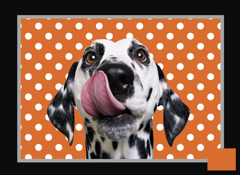 PRE ORDER NOV Toilettas Eigenzinnige Dalmatiër