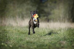Kaczka Emma – kultowa zabawka dla psów