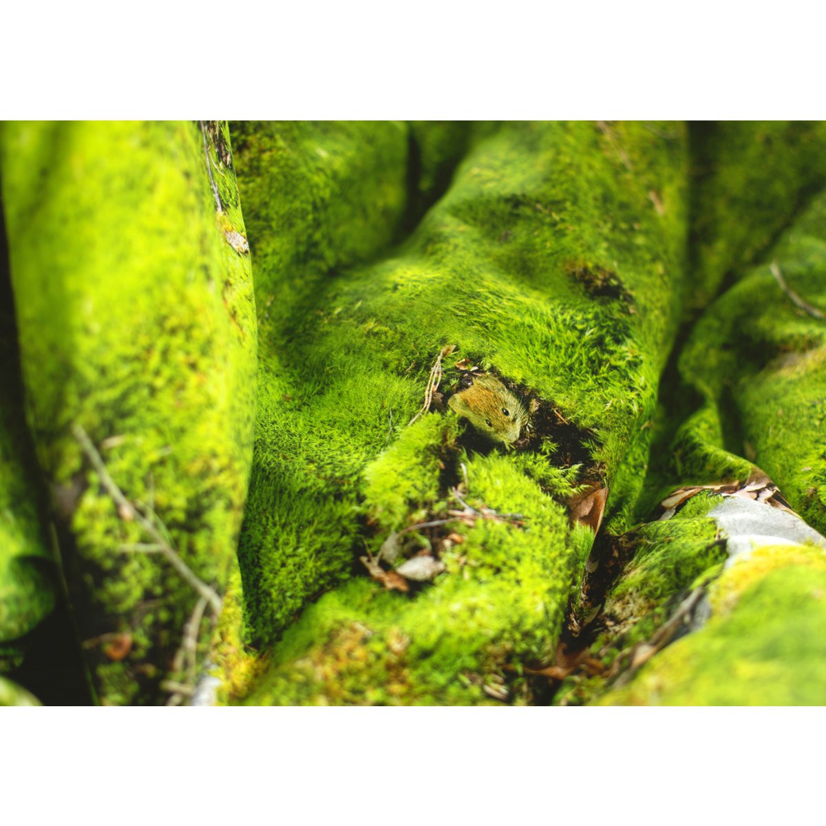 MOSS - Kissen gefüllt mit Buchweizenschalen - 50x30 cm