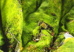 MOSS - cuscino imbottito con buccia di grano saraceno - 50x30 cm