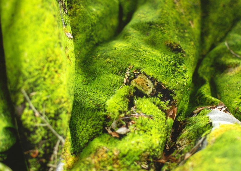 MOSS - pude fyldt med boghvedeskaller - 50x30 cm