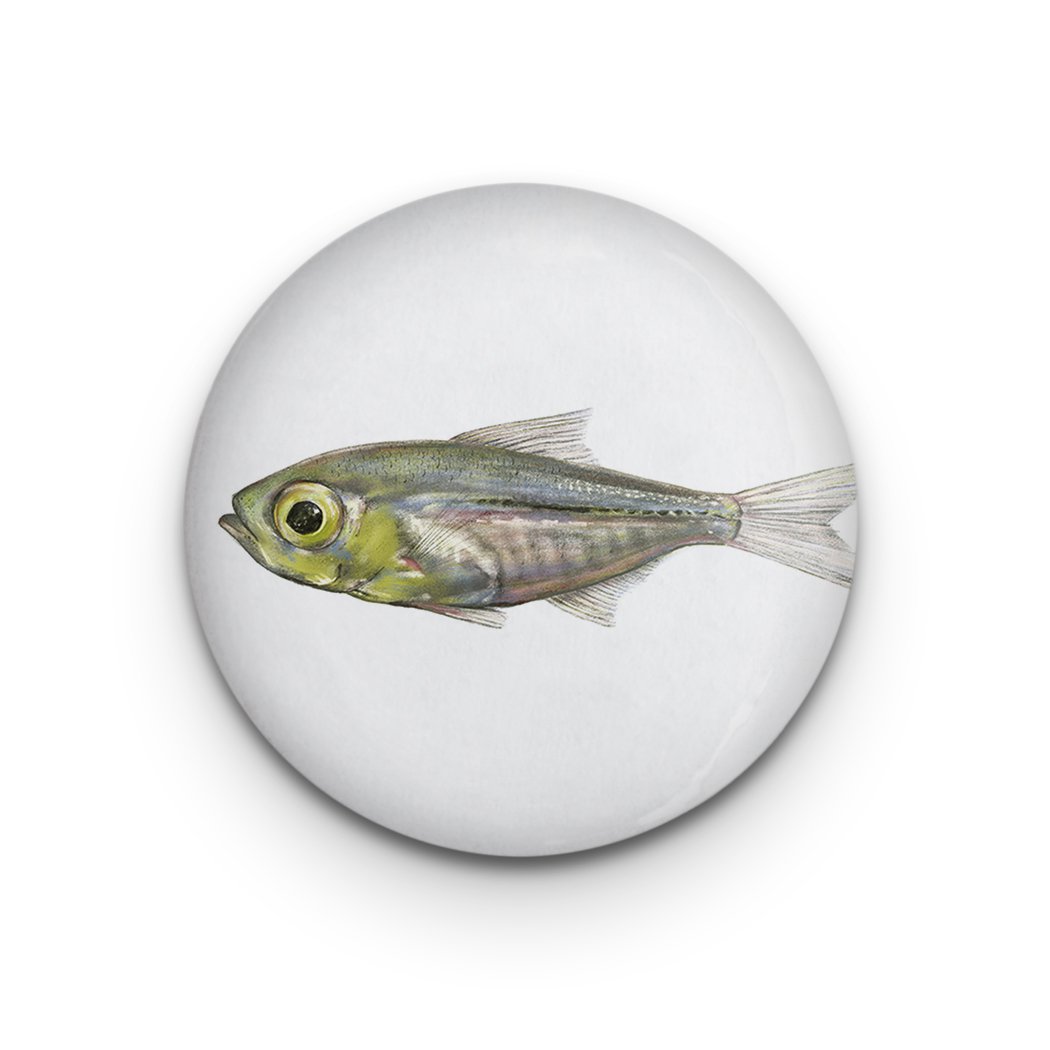 Decoratieve magneet Kleine Vis