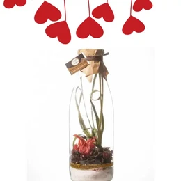 A glass bottle containing a red fruit and hibiscus-based preparation for arranged rum, with a decorative arrangement of red heart-shaped objects hanging above it.
The product appears to be a preparation or mixer for arranged rum, made with red fruits and hibiscus. The bottle is glass, and the preparation has a dark, rich color. The decorative arrangement above the bottle includes red heart-shaped objects, suggesting a romantic or festive theme. This product would be suitable for use in cocktails or other mixed drinks.