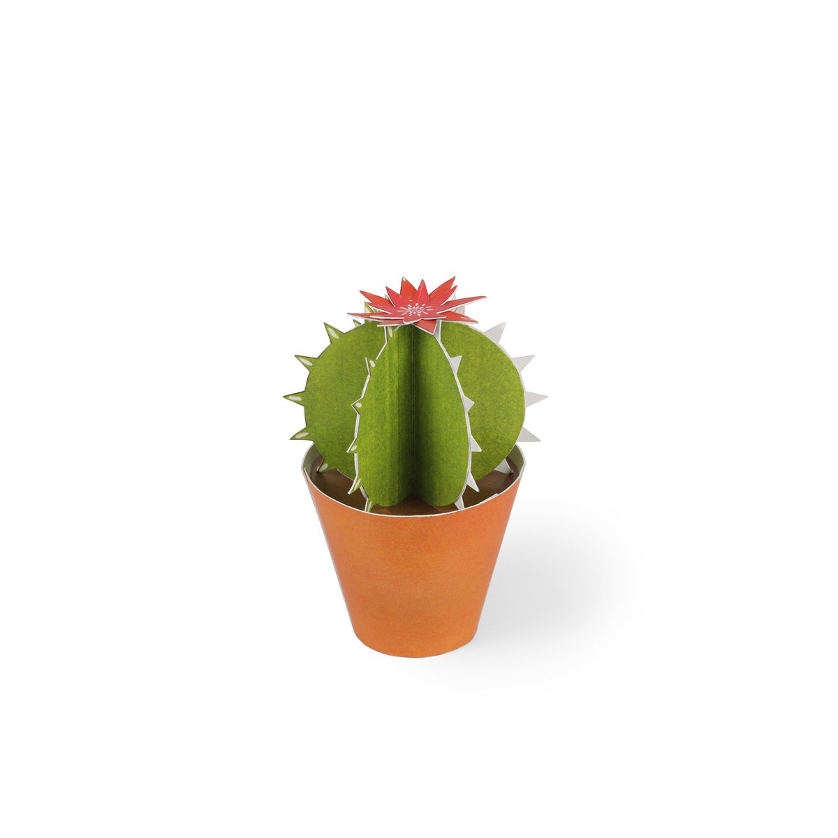 Ferocactus glaucescens postkort