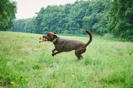 Heinrich Rabbit - kultlegetøj til hunde