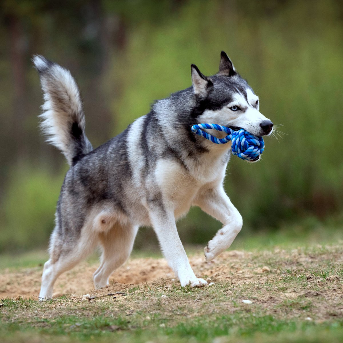 Maxi sling ball - cult toy for dogs