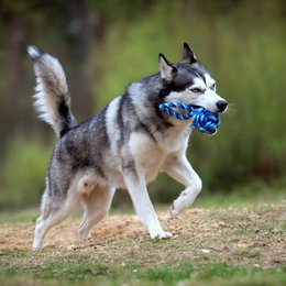 Maxi sling ball - cult toy for dogs
