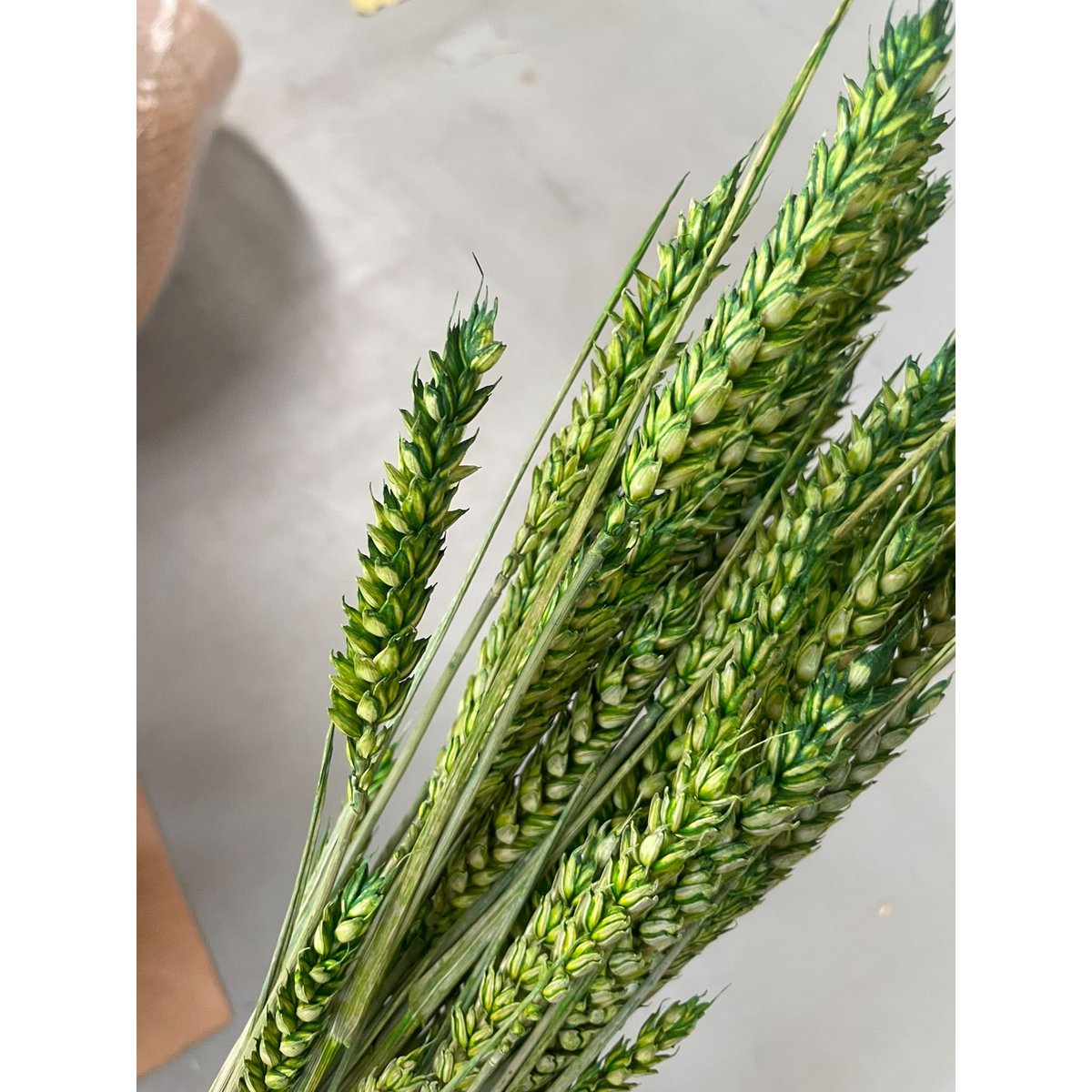 Wheat Green Dried Flowers