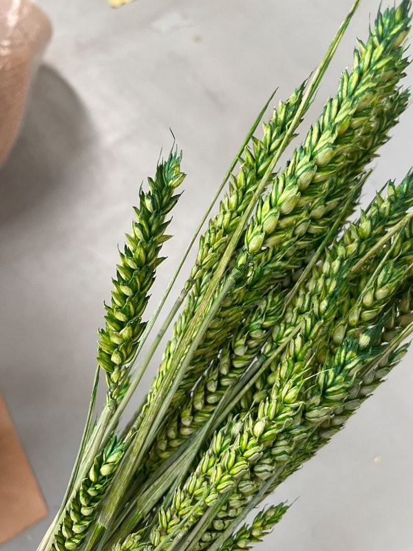 Wheat Green Dried Flowers