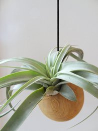 Esfera Colgante - Roble Claro