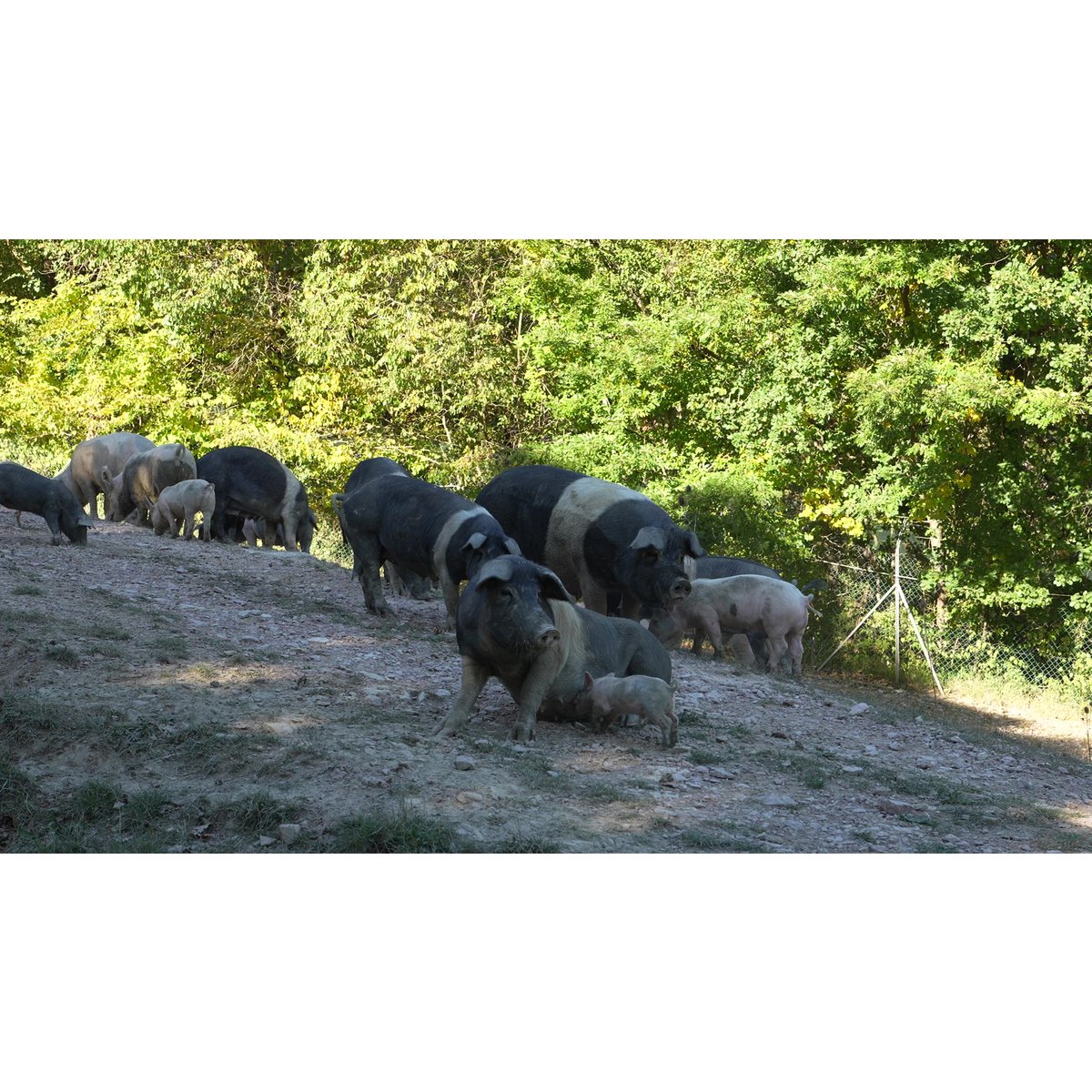 🇮🇹Lendestuk van Umbrisch wild zwart varken - gekruid ambachtelijk gezouten vlees