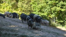 🇮🇹Lendestuk van Umbrisch wild zwart varken - gekruid ambachtelijk gezouten vlees
