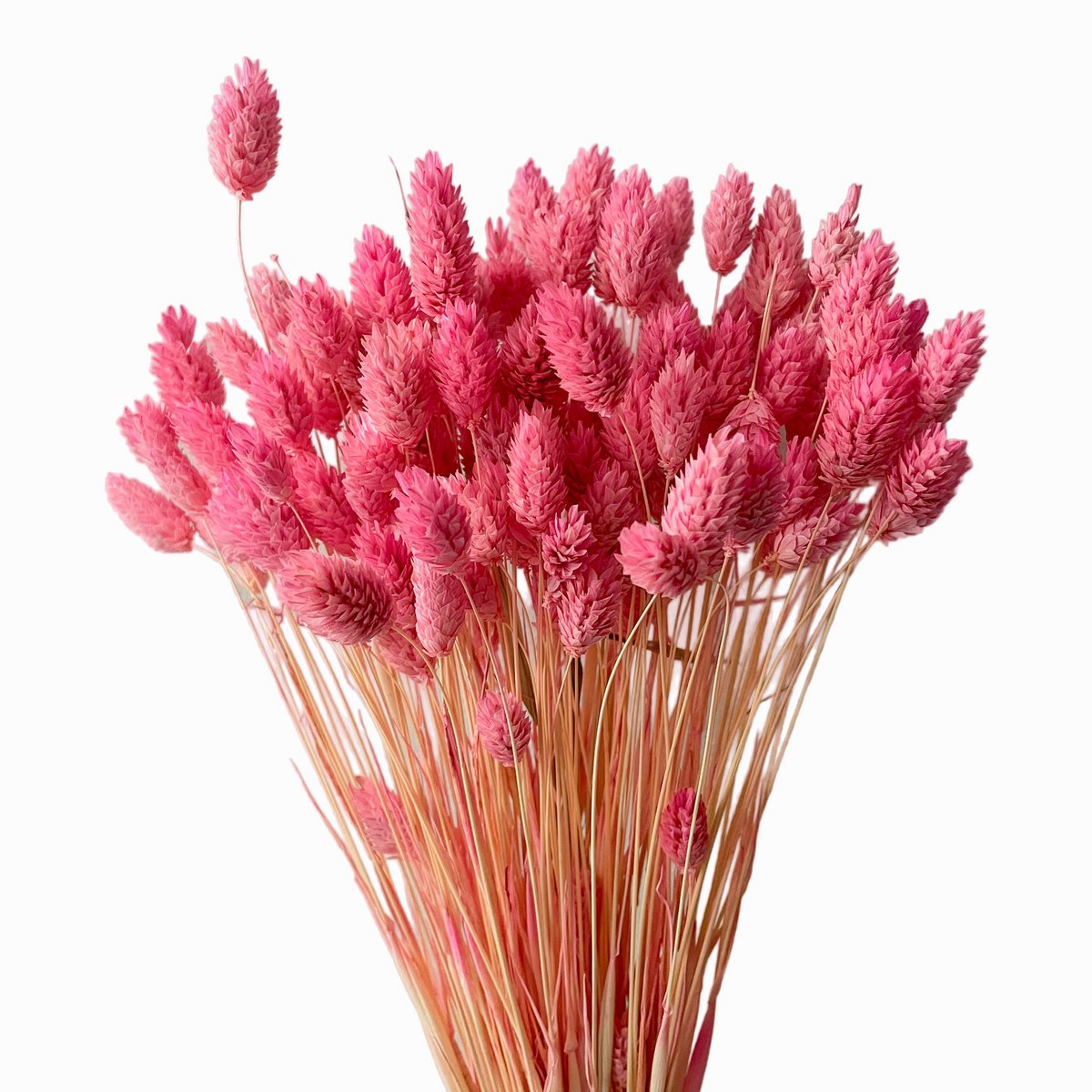80+ stengels Gedroogd Phalaris Roze Kanariegras