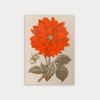 Ansichtkaart / Dahlia / Risografie