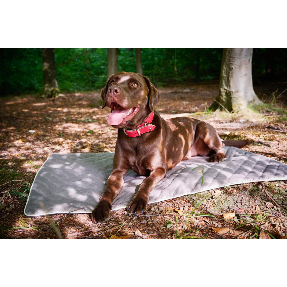 Coperta in velluto OXFORD per cani