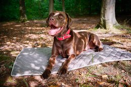 OXFORD fløjlstæppe til hunde
