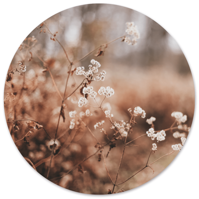 Wall circle cozy flower
