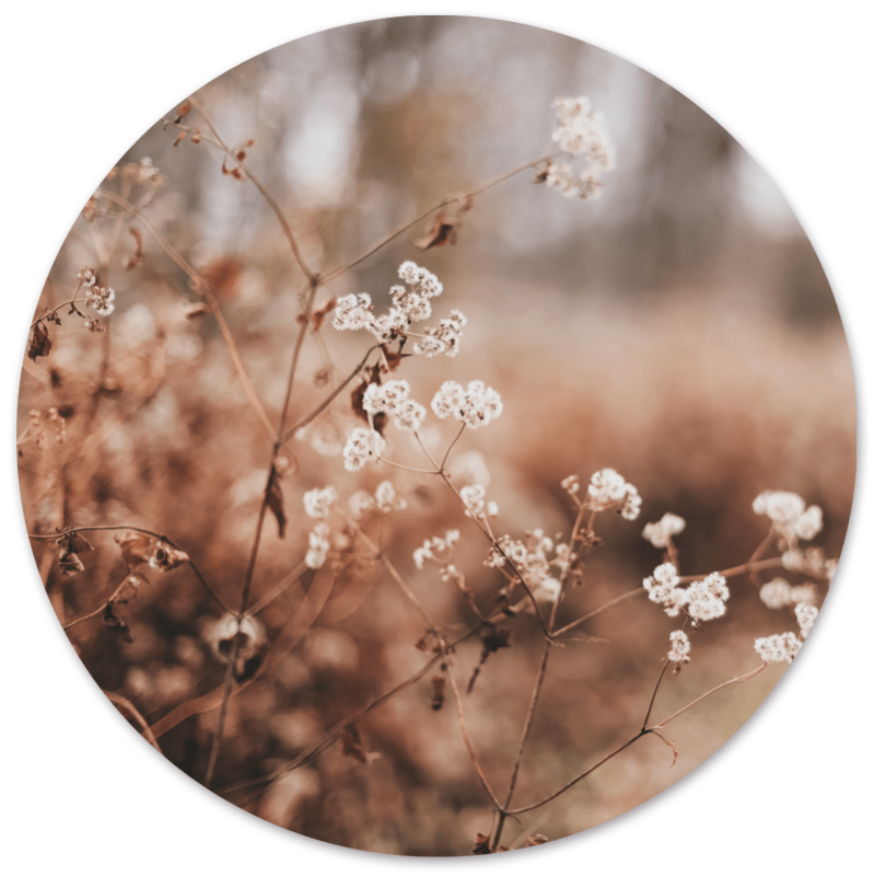 Wall circle cozy flower