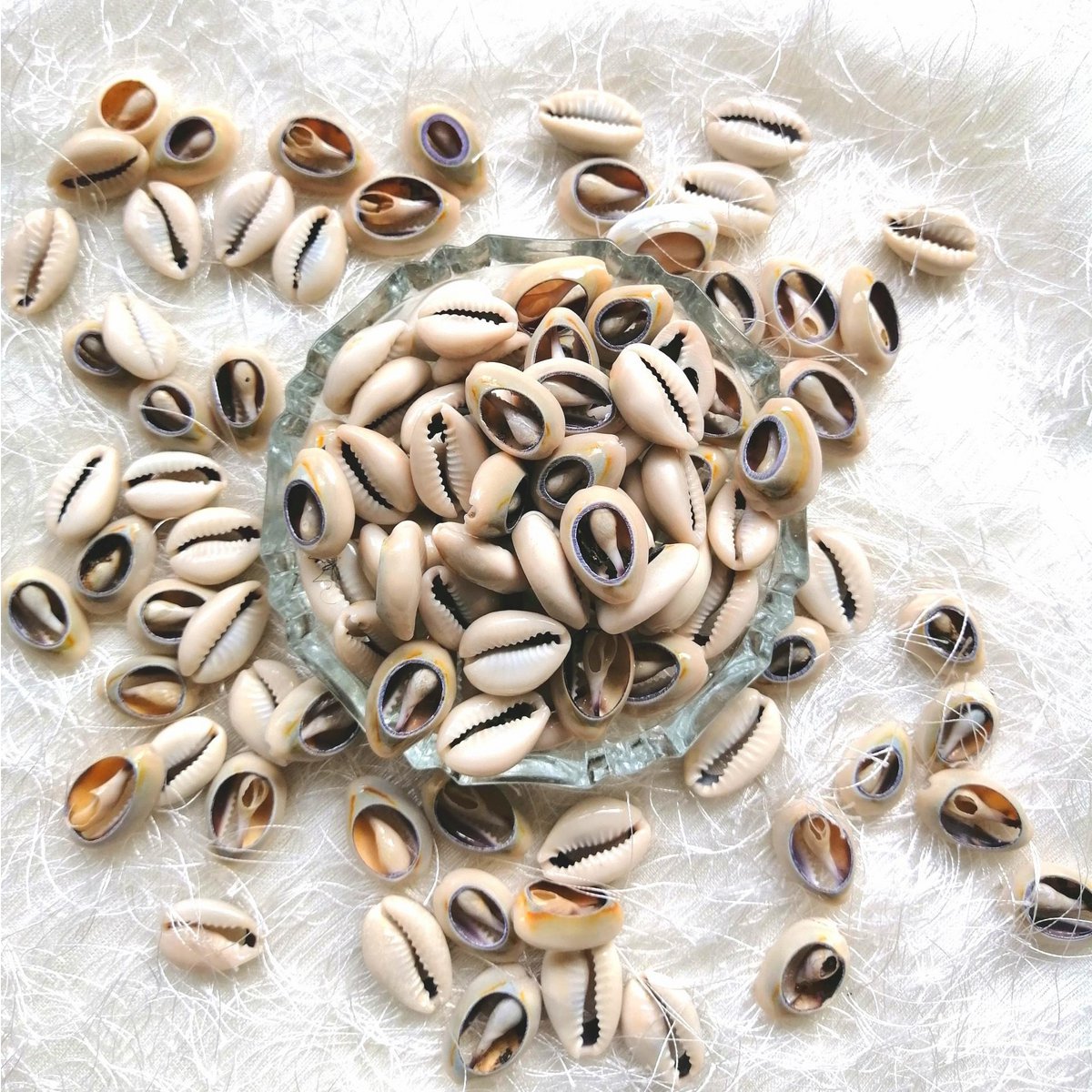 Cipree, conchiglie africane